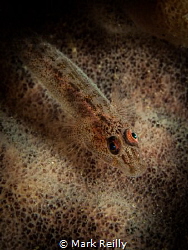 hiding fish by Mark Reilly 